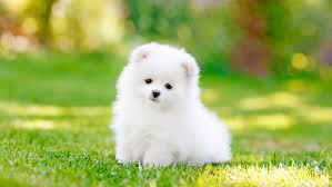 10 Teacup Dog Breeds For Tiny Canine Lovers