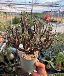 Image result for Euphorbia fanshawei