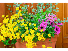 Image result for foto Dvouzubec