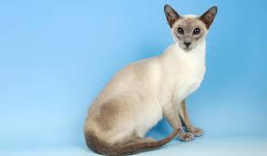 The cats look elegant, and. Siamese Cat Breed Information