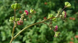 Image result for Boerhavia diffusa