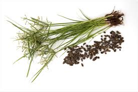 Image result for Cyperus rotundus