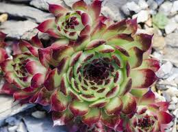 Maybe you would like to learn more about one of these? Hens And Chicks Plant Care Growing Guide