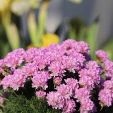 Image result for Emilia caespitosa