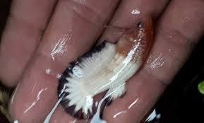 Ikan hias cupang jantan memiliki gerakan yang lincah bentuk tubuh cupang jantan lebih langsing dibanding cupang betina cupang jantan memiliki ekor panjang dan mekar ketika didekatkan dengan cupang lain. Perbedaan Ikan Cupang Jantan Dan Betina Binatang Peliharaan