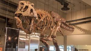 Paleontologists Discover World S Biggest And Oldest Tyrannosaurus Rex In Canada Ctv News