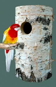 Dem prächtigen rosella in meinem vogelbuch. Vogel Prachtrosella Tieranzeigen
