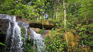 Image result for Zygotritonia atropurpurea