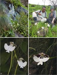 Image result for Cynorkis clarae