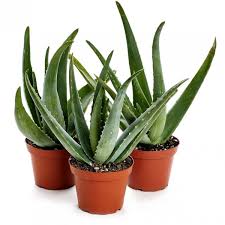 Image result for Aloe bukobana