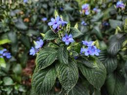 Image result for Eranthemum pulchellum