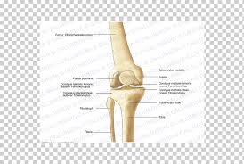 Lateral epicondylitis, also known as tennis elbow, is an overuse syndrome of the common extensor tendon and predominantly affects the extensor carpi radialis brevis (ecrb) tendon. Knee Bone Anatomy Human Skeleton Lateral Epicondyle Of The Femur 360 Degrees Hand Anatomy Arm Png Klipartz