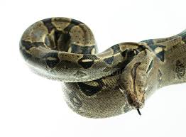 It is variable in appearance and can black or brown, and banded or striped. 227 Yellow Snake Black Spots Photos Free Royalty Free Stock Photos From Dreamstime