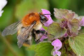 Image result for Bombus pascuorum