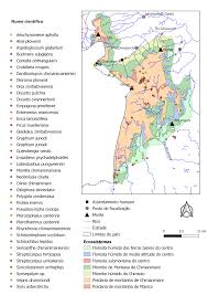 Image result for Aspidoglossum glabellum