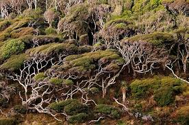 Image result for Erica kingaensis