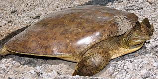 The florida softshell is found throughout the entire state of florida, and the southern regions of south carolina, georgia, and alabama. Spiny Softshell Turtle National Wildlife Federation