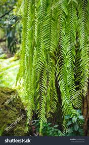 Image result for Nephrolepis biserrata