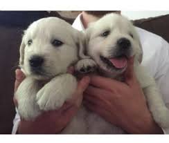 This page provides a listing of nebraska golden retriever breeders. Golden Retriever Puppies For Sale Nebraska City Ne 163008