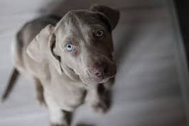 Black white alaskan husky puppy with pretty dark blue eyes.png 3 comments 3.60. Gray Dog Names The Best Gray Dog Names Of 2019