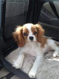 cavalier king charles spaniel puppy loves to ride in car king charles dog cavalier king charles dog king charles puppy