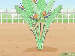 The plant is grown outside in warm climates and as a houseplant for its attractive foliage and unusual flowers. How To Divide A Bird Of Paradise Plant 12 Steps With Pictures