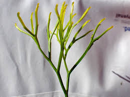 Image result for Psilotum nudum