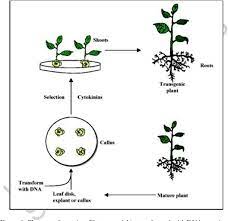 Genetic engineering, also called genetic modification, is the direct manipulation of an organism's genome using biotechnology. Pdf Genetic Engineering Of Plants Semantic Scholar