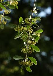 Image result for Elaeodendron