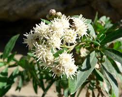 Image result for Boscia salicifolia