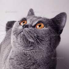 Gray British Cat With Yellow Eyes British Cat British Shorthair Cats Cat British Shorthair