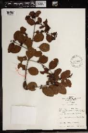 Image result for Scutia myrtina