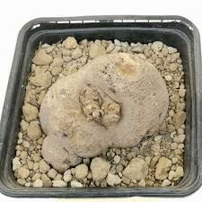 Image result for Pterodiscus angustifolius