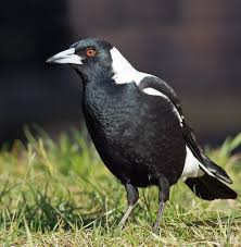 World australia animal attacks birds animals an australian man suffered serious eye injuries in an attack by a magpie as he was eating lunch outside and refused to share his food with the bird. Australian Magpie Wikipedia