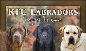 Kelrobin was established in 1985 with the birth of. Rtc Labradors Labrador Retriever Puppies For Sale In Southeast Michigan