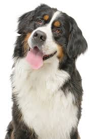 Maybe you would like to learn more about one of these? Sit Means Sit Dog Training Chicago Chicago Puppy Trainers