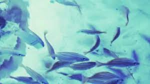 Dan saat ini ikan discus menjadi salah satu jenis ikan hias akuarium air tawar termahal. Ikan Hias Stok Video Ikan Hias Rekaman Bebas Royalti Depositphotos