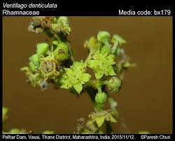 Image result for Ventilago