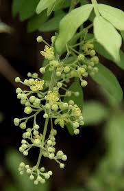 Image result for Harrisonia