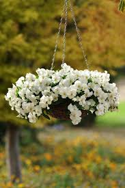 How To Grow And Care For Pansies Hanging Flower Baskets Hanging Plants Hanging Plants Diy