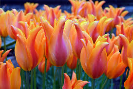 You may be feeling a bit uneasy with its features, but the bright orange flower does make us think about an alien whose green ears at the side parts of. Tulips Orange Flowers Nature Frederico Domondon