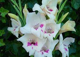 hardy gladiolus carine gladiolus nanus bulb flowers gladiolus flower gladiolus