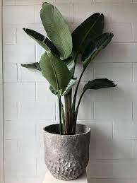 Strelitzia Nicolai Plants Pot