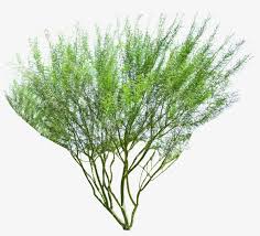 Palo verde national park riverboat cruise from tamarindo. Museum Palo Verde Palo Verde Tree Png Free Transparent Png Download Pngkey