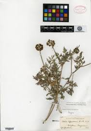 Image result for Afrosciadium rhodesicum