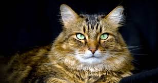 Maine coon kittens florida, maine coon cats florida, maincoons sanibel, maine coon kittens florida, maine coon cats, maine coon breeders, fort myers, lee county maine. 5 Things To Know About Maine Coons