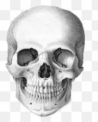 Free Transparent Calavera Png Images Page 1 Pngaaa Com 2,197 likes · 51 talking about this. free transparent calavera png images