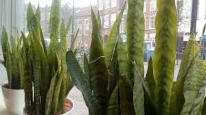 Their delicate leaves burn easily in too much sun. Indoor Tradescantia Learn How To Care For An Wandering Jew Plant