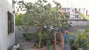 Image result for Cordia goetzei