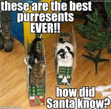 Pin By Petplan Pet Insurance On Cats Funny Cat Memes Christmas Cats Cute Cat Memes